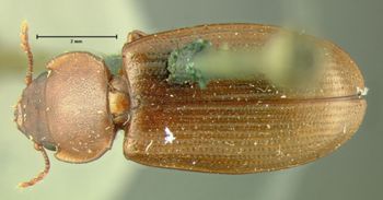 Media type: image;   Entomology 107 Aspect: habitus dorsal view